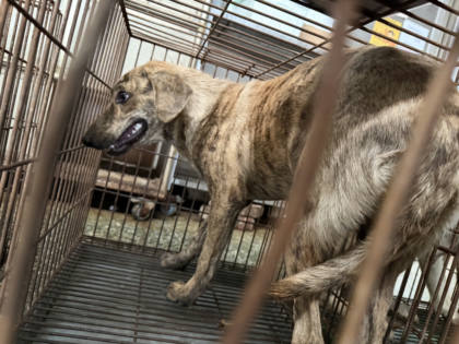 台南市待認養狗｜混種犬｜虎斑色｜母