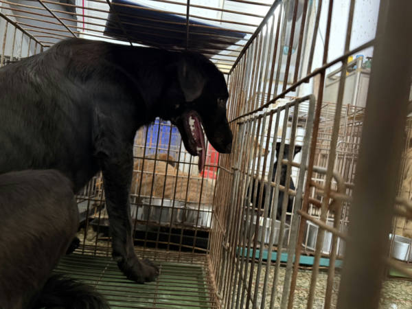 台南市待認養狗 混種犬