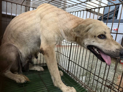 台南市待認養狗｜混種犬｜黃色｜母