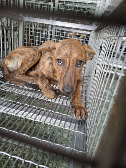 台南市待認養狗｜混種犬｜虎斑色｜公