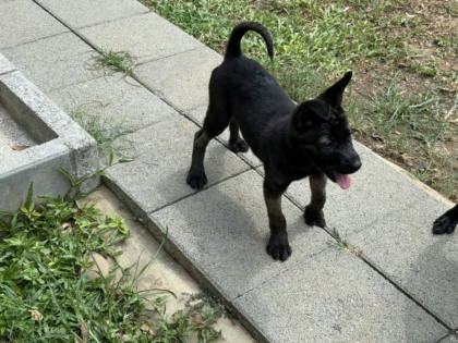 桃園市待認養狗｜混種犬｜黑色｜母