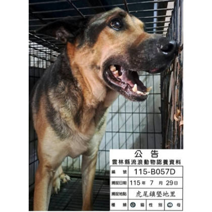 雲林縣待認養狗｜混種犬｜黑棕色｜公