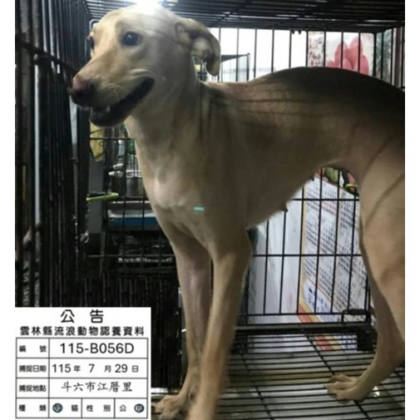 雲林縣待認養狗｜混種犬｜黃色｜母
