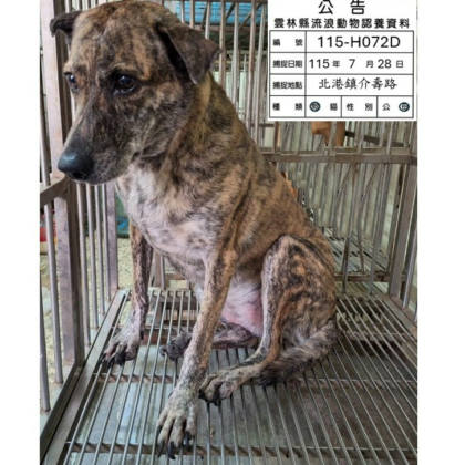 雲林縣待認養狗｜混種犬｜虎斑色｜母