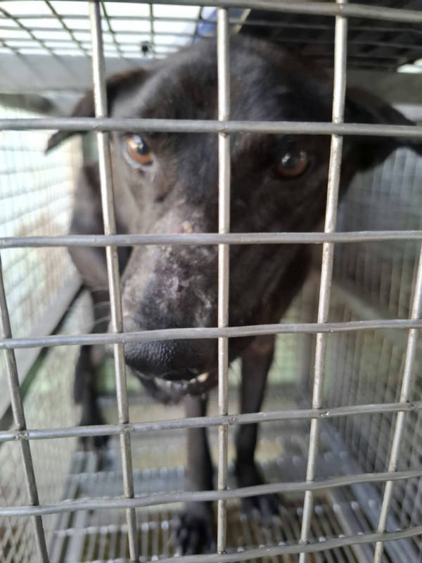 台南市待認養狗 混種犬