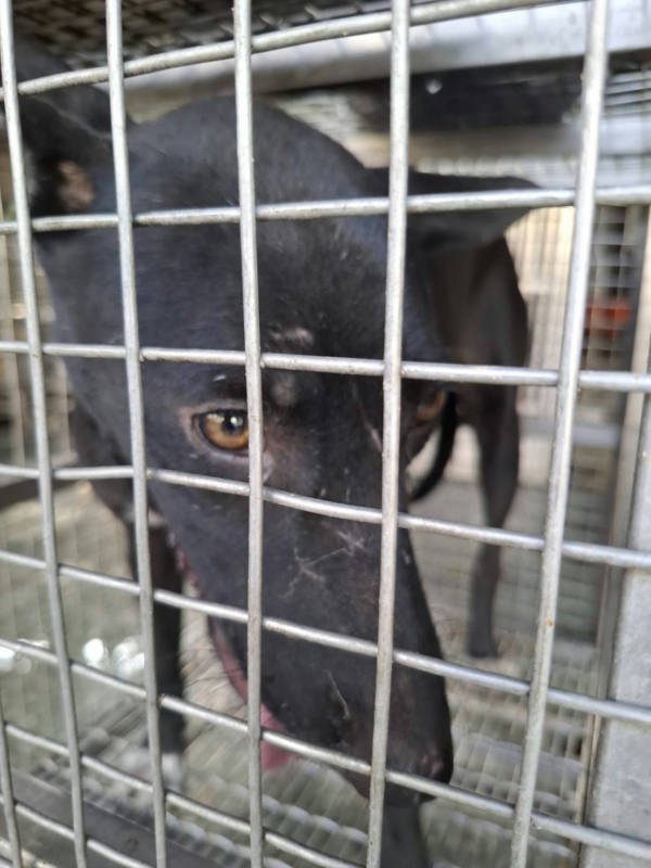 台南市待認養狗 混種犬