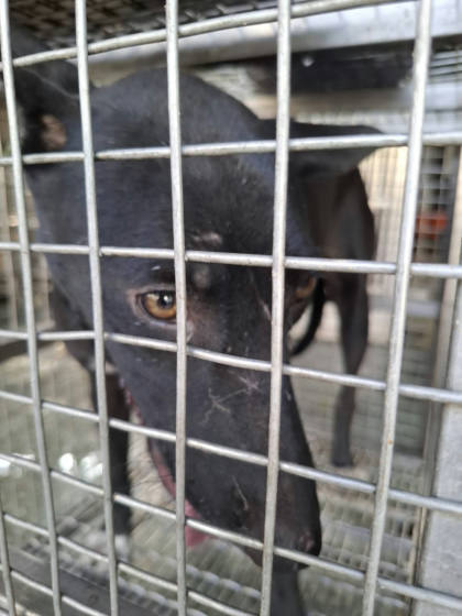 台南市待認養狗｜混種犬｜黑色｜母