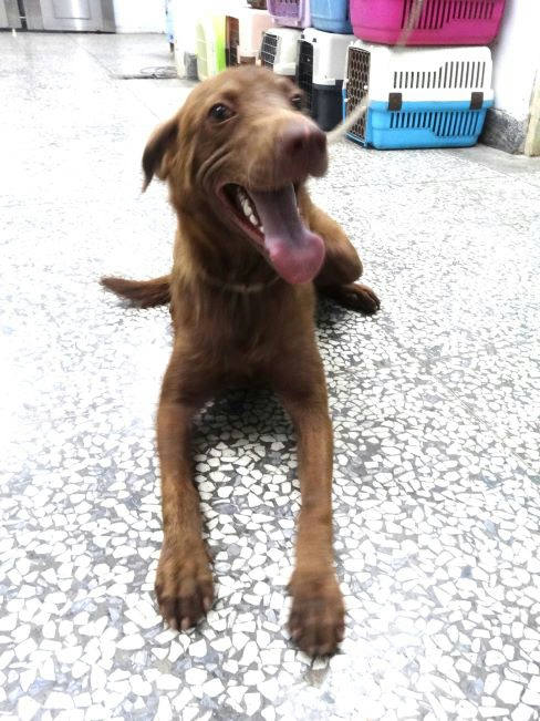 宜蘭縣待認養狗 混種犬