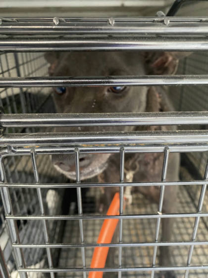 台南市待認養狗｜混種犬｜黑色｜公
