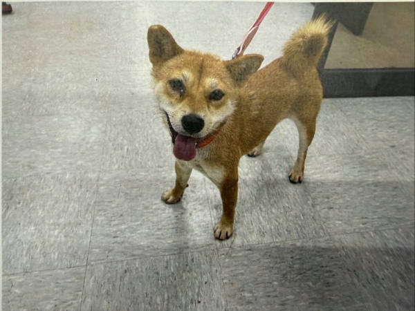 桃園市待認養狗 混種犬