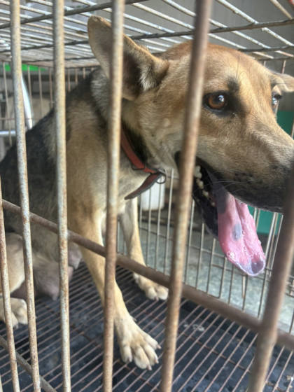台南市待認養狗｜混種犬｜母