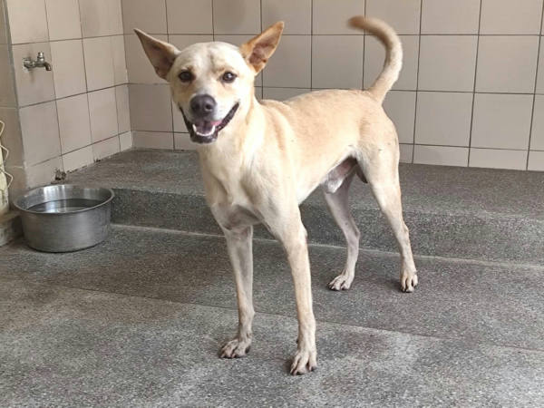高雄市待認養狗 混種犬