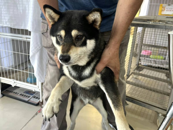 高雄市待認養狗 柴犬