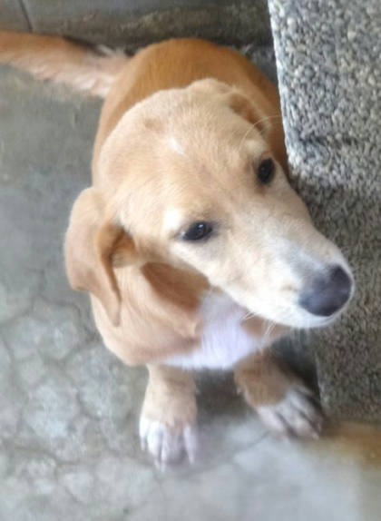 宜蘭縣待認養狗｜混種犬｜黃色｜公