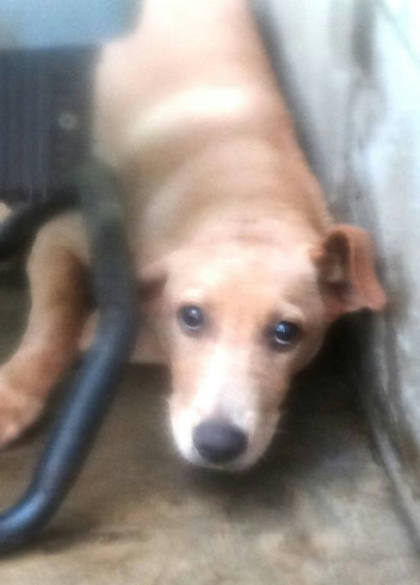 宜蘭縣待認養狗｜混種犬｜黃色｜公