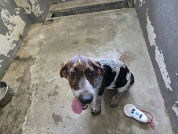 新竹市待認養狗 米格魯犬