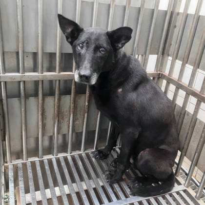 新北市待認養狗｜混種犬｜黑色｜母