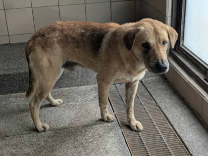 高雄市待認養狗｜混種犬｜黃色｜公