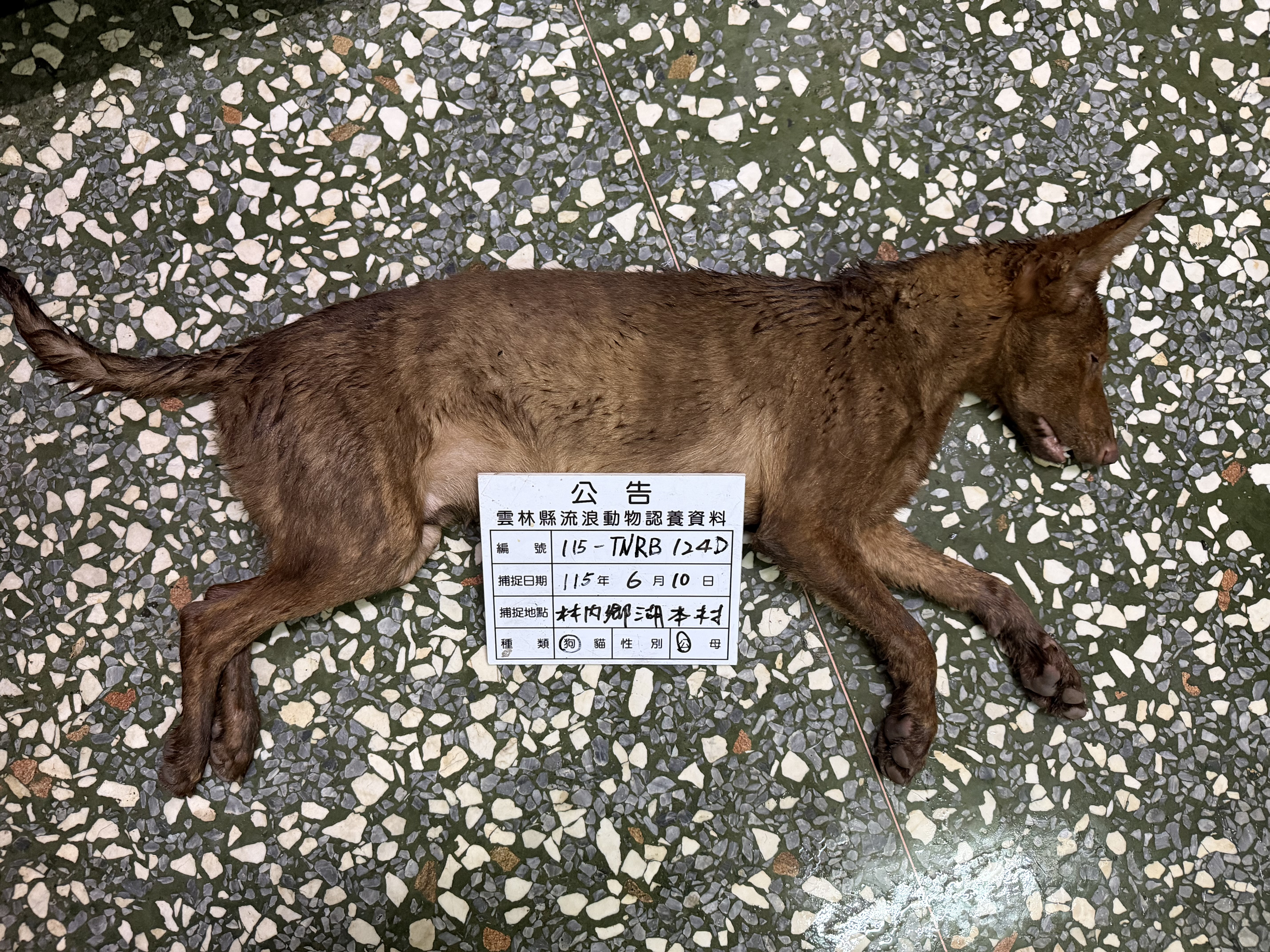 雲林縣待認養狗｜混種犬｜黑棕色｜公