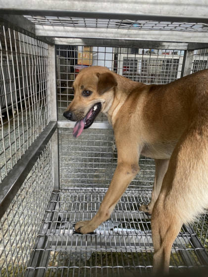 台南市待認養狗｜混種犬｜黃色｜公