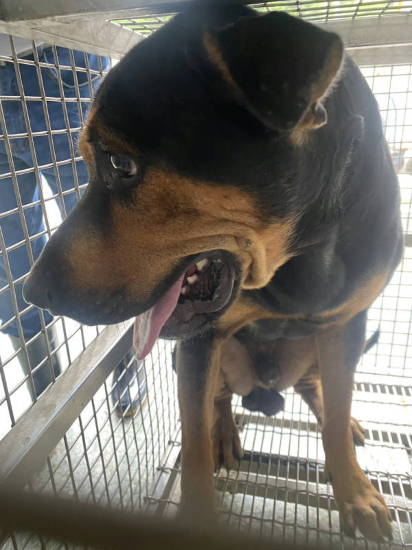 台南市待認養狗 混種犬
