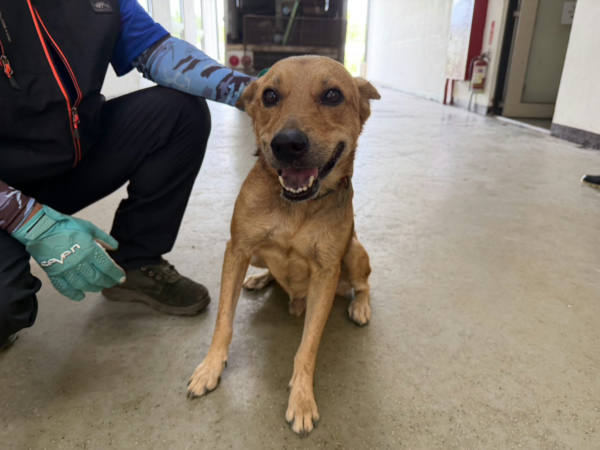 桃園市待認養狗 混種犬