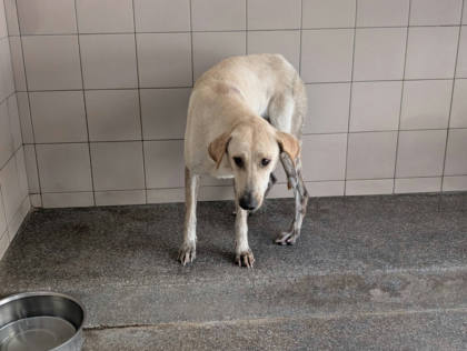 高雄市待認養狗｜混種犬｜白色｜母