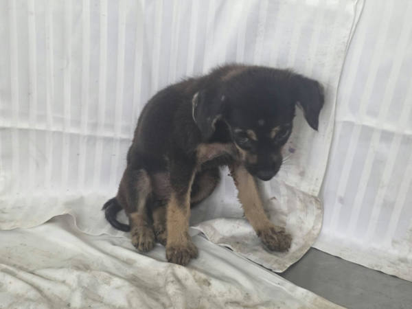 高雄市待認養狗 混種犬