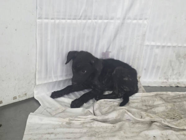 高雄市待認養狗 混種犬
