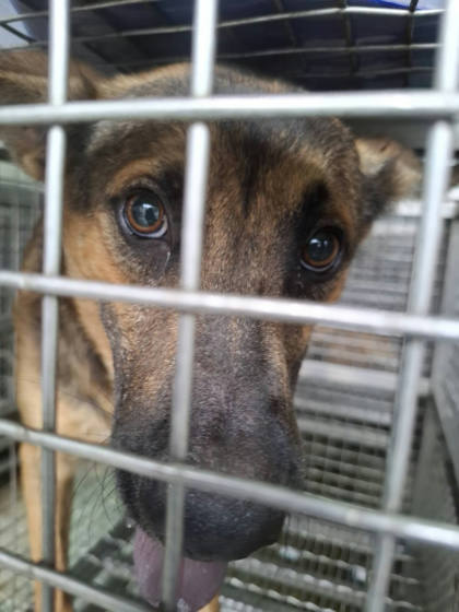 台南市待認養狗｜混種犬｜黃色｜公