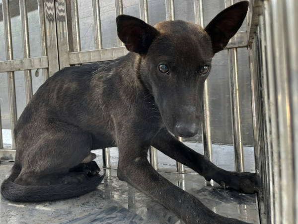 彰化縣待認養狗 混種犬