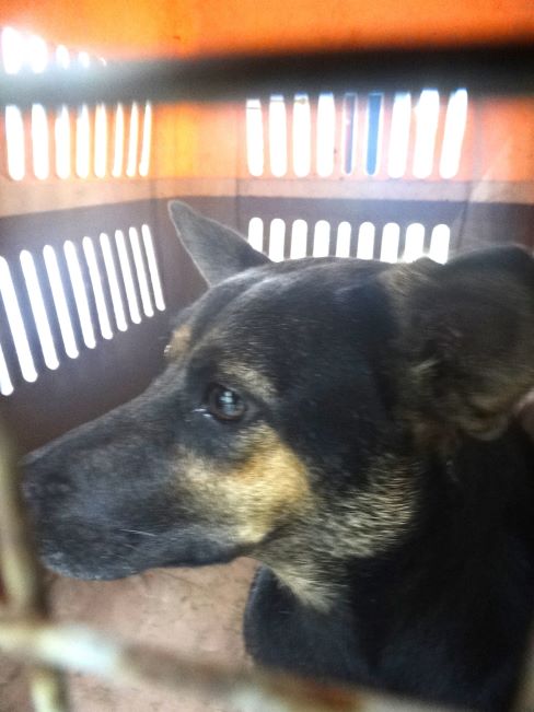 宜蘭縣待認養狗 混種犬