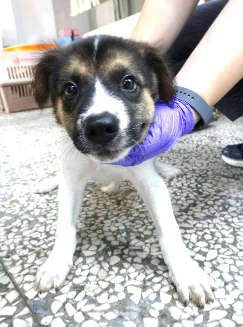 宜蘭縣待認養狗 混種犬