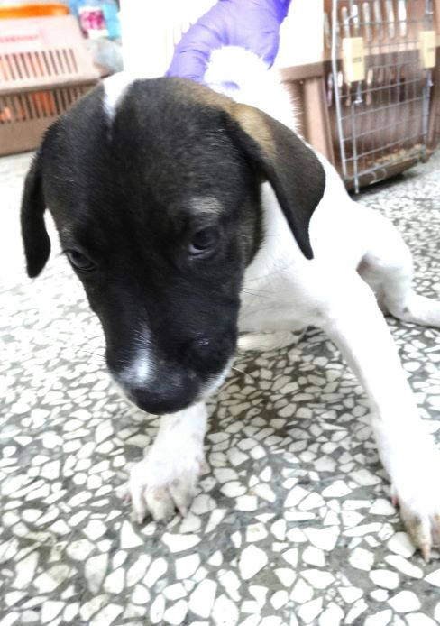 宜蘭縣待認養狗 混種犬