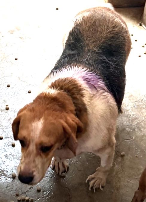 宜蘭縣待認養狗 米格魯犬