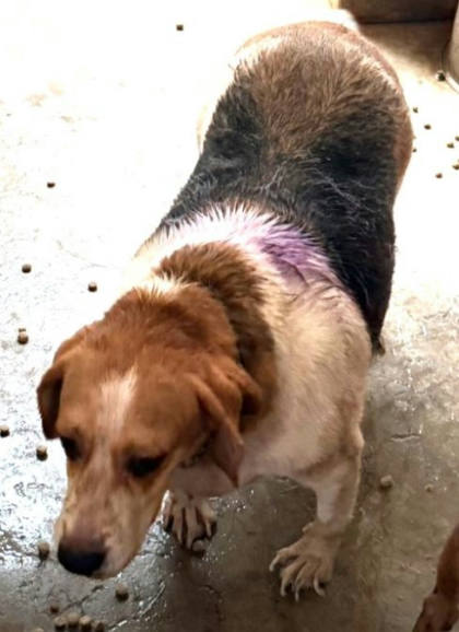 宜蘭縣待認養狗｜米格魯犬｜棕白色｜母