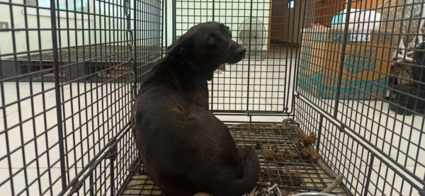 金門縣待認養狗 混種犬