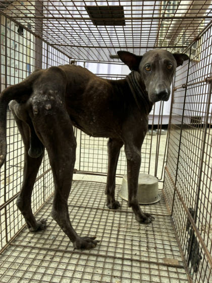 彰化縣待認養狗｜混種犬｜棕色｜公