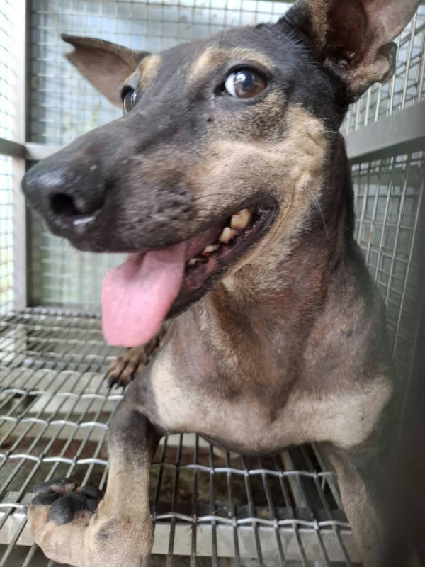 台南市待認養狗 混種犬