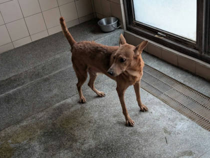 高雄市待認養狗｜混種犬｜虎斑色｜公