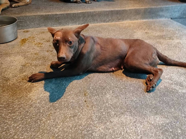 高雄市待認養狗 混種犬