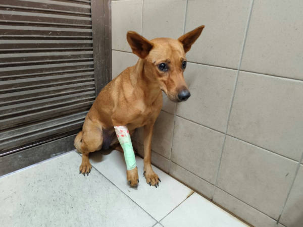 高雄市待認養狗 混種犬