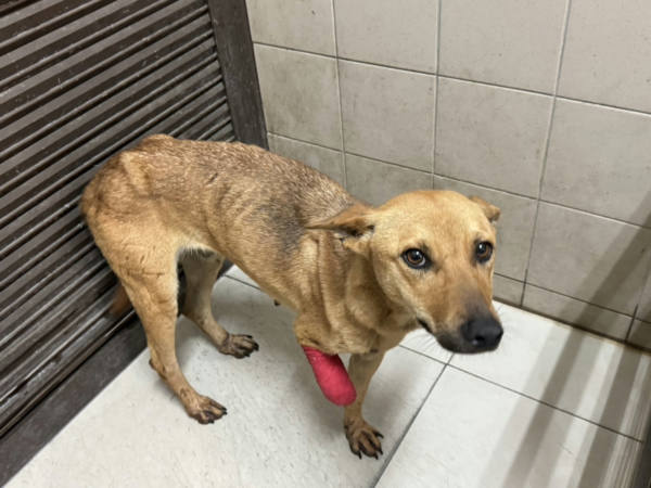 高雄市待認養狗 混種犬