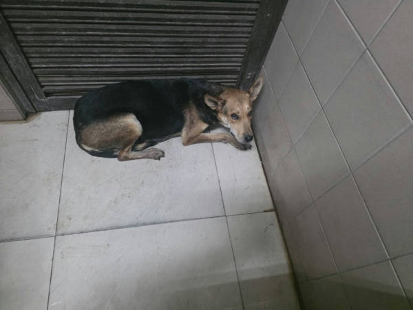 高雄市待認養狗 混種犬
