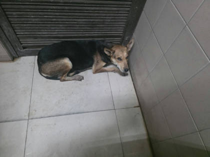 高雄市待認養狗｜混種犬｜黑色｜母