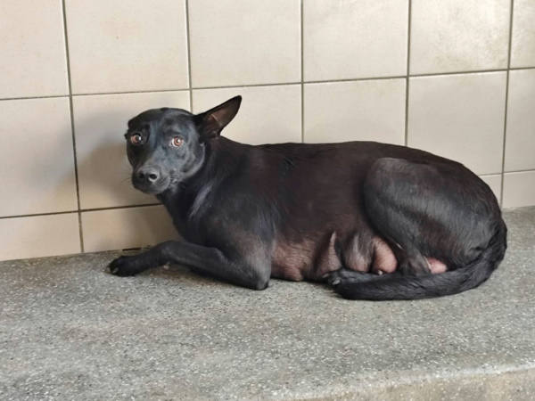 高雄市待認養狗 混種犬