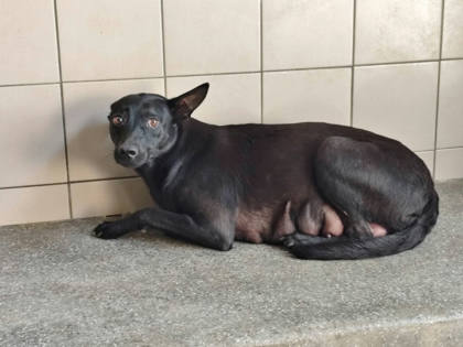 高雄市待認養狗｜混種犬｜黑色｜母