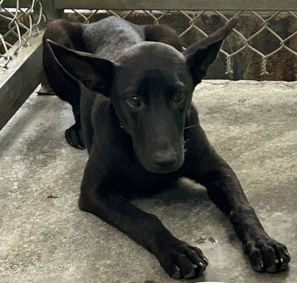 台東縣待認養狗 混種犬