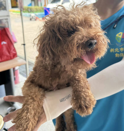 新北市待認養狗｜貴賓犬｜棕色｜公