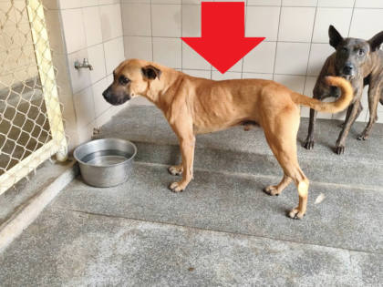 高雄市待認養狗｜混種犬｜黃色｜公